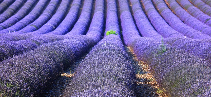 Lavanda en Provenza