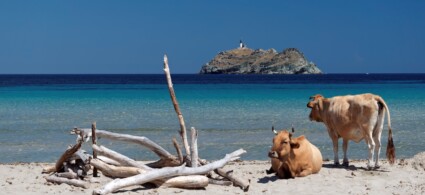 Informazioni utili sulla Corsica