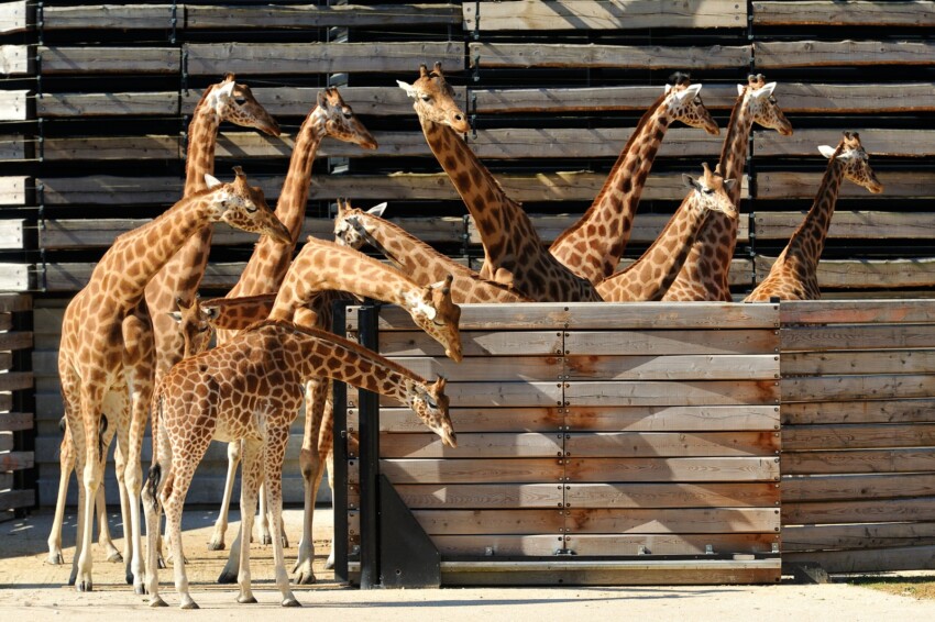 Parco Zoologico di Parigi